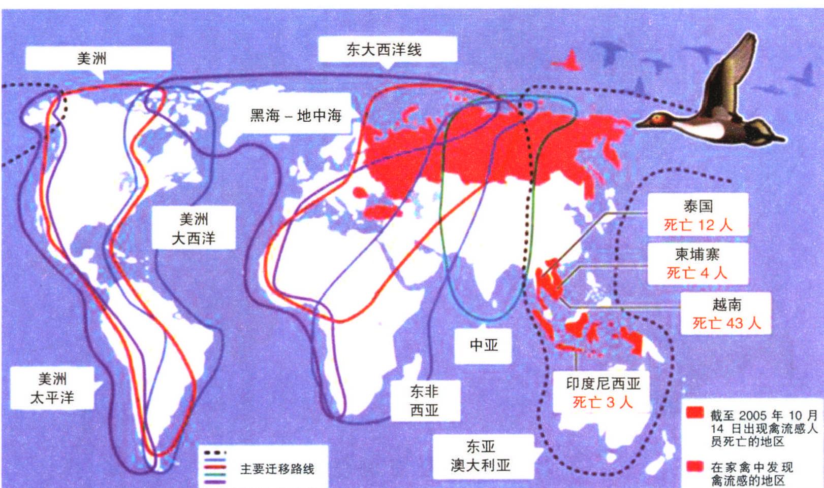 全球候鳥遷徙路線圖(一)